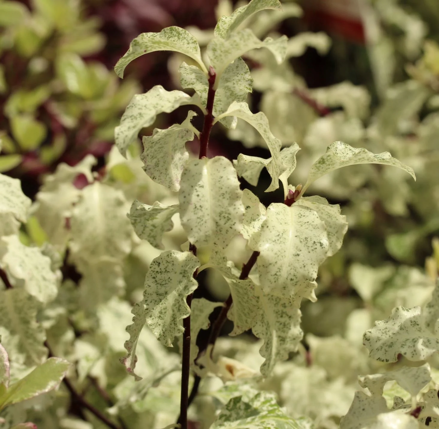 PITTOSPORUM Irene Patterson - Image 2