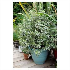 PITTOSPORUM Irene Patterson - Image 4