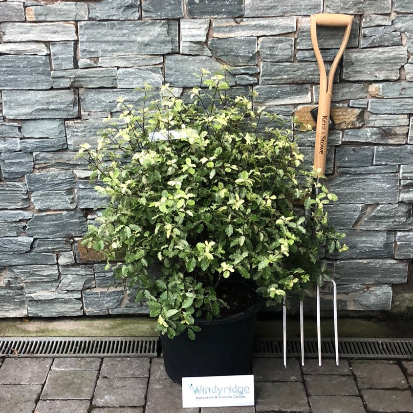 PITTOSPORUM Irene Patterson      15L