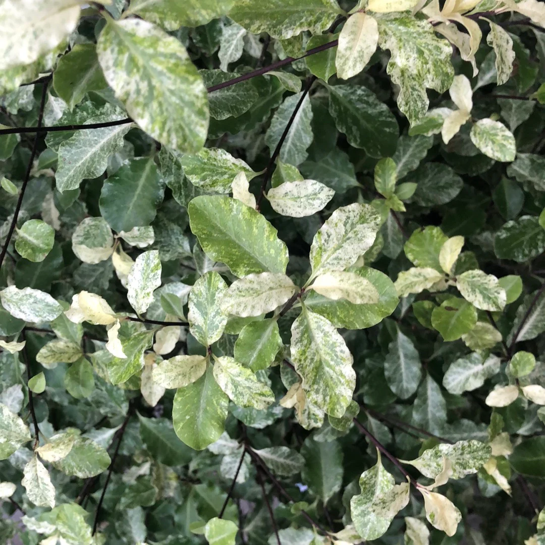 PITTOSPORUM Irene Patterson      15L - Image 2