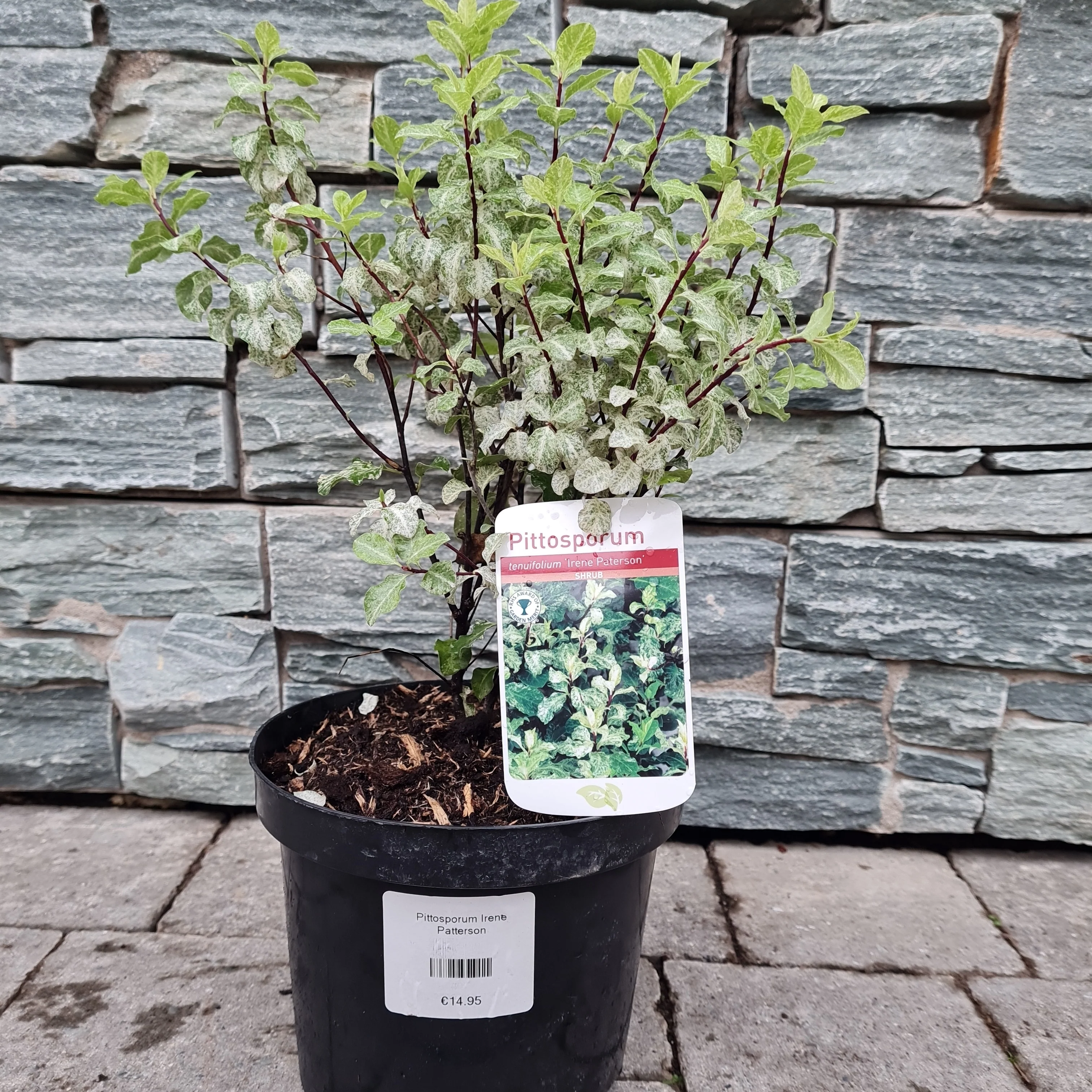 Pittosporum Irene Patterson - Image 3