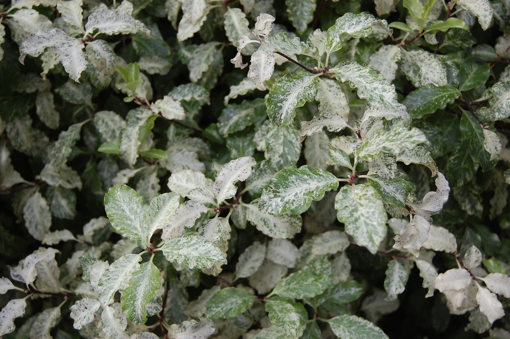 Pittosporum Irene Patterson - Image 4