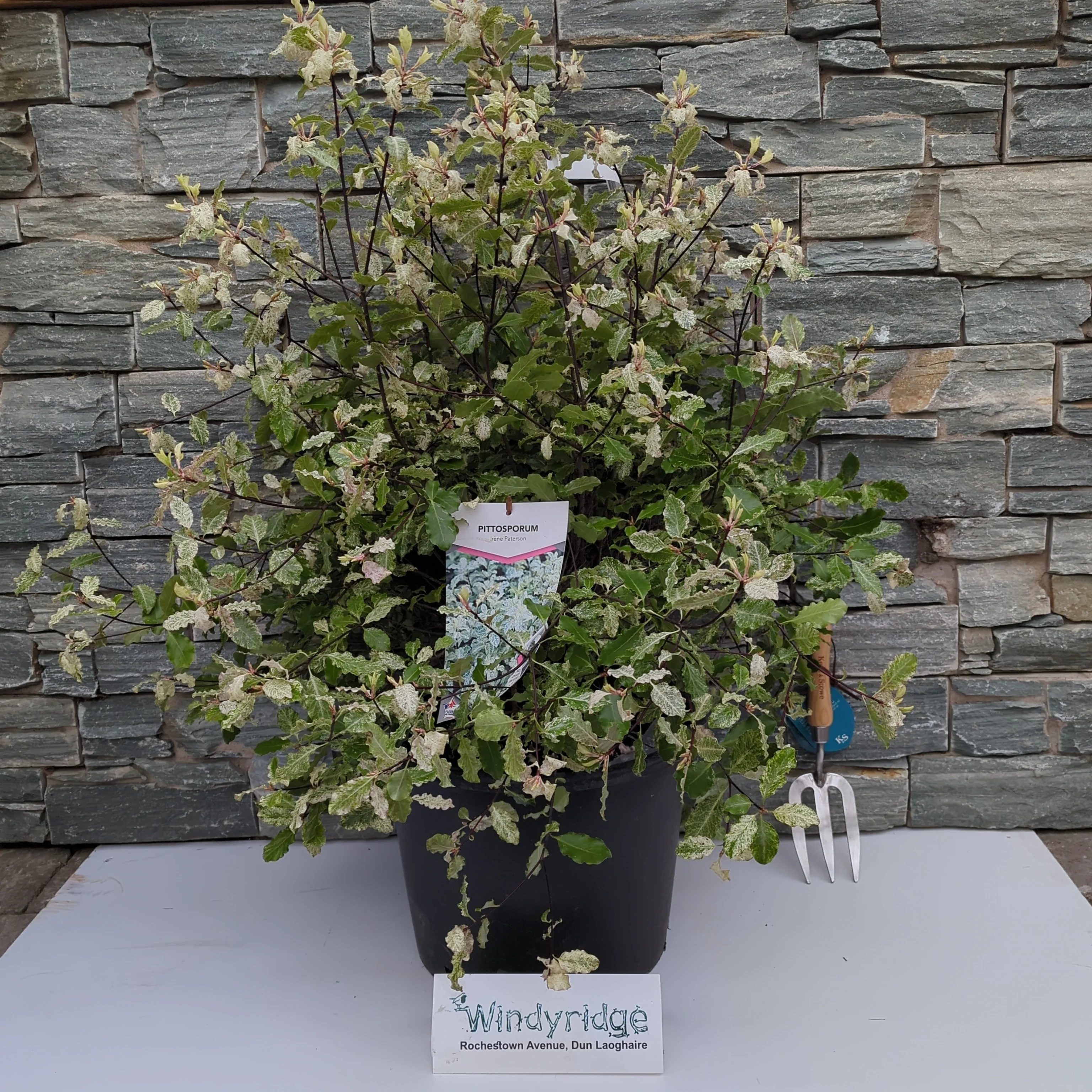 PITTOSPORUM Irene Patterson    70 20L - Image 2