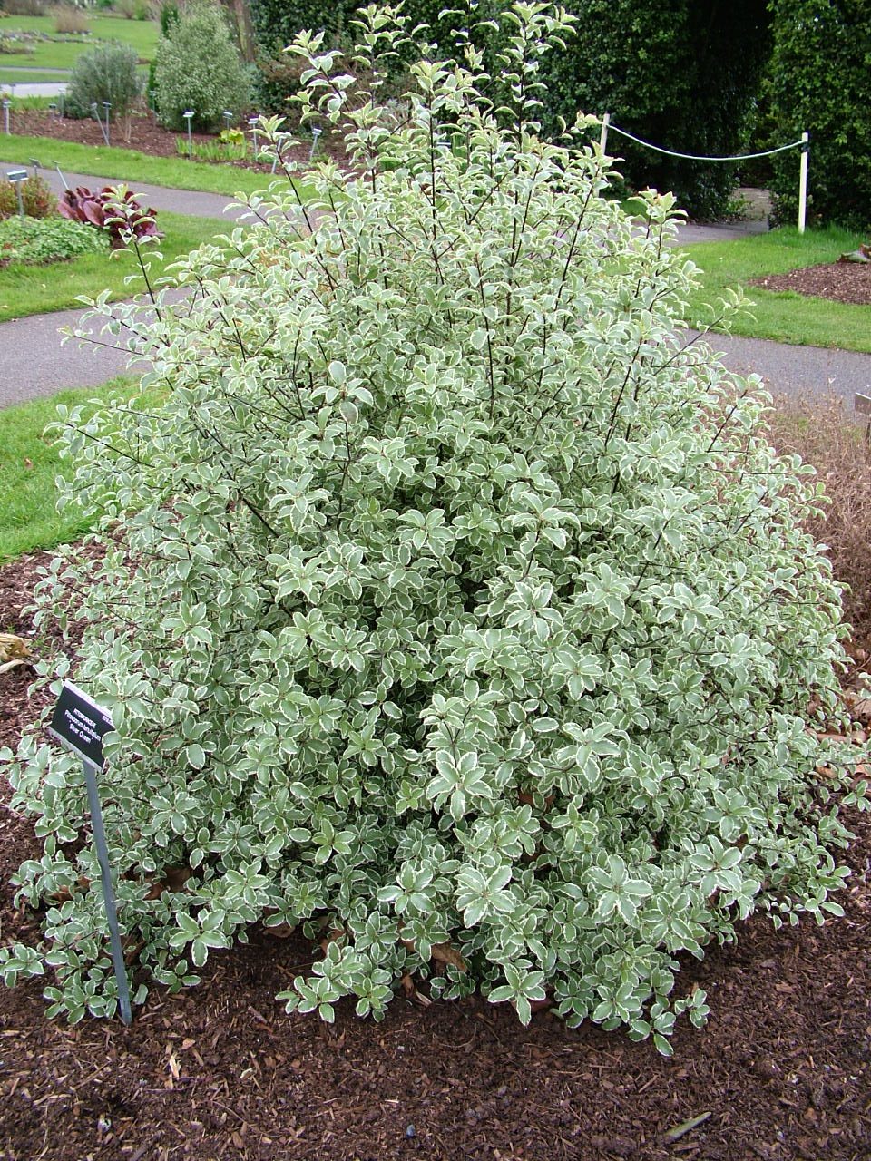 PITTOSPORUM Silver Queen - Image 2