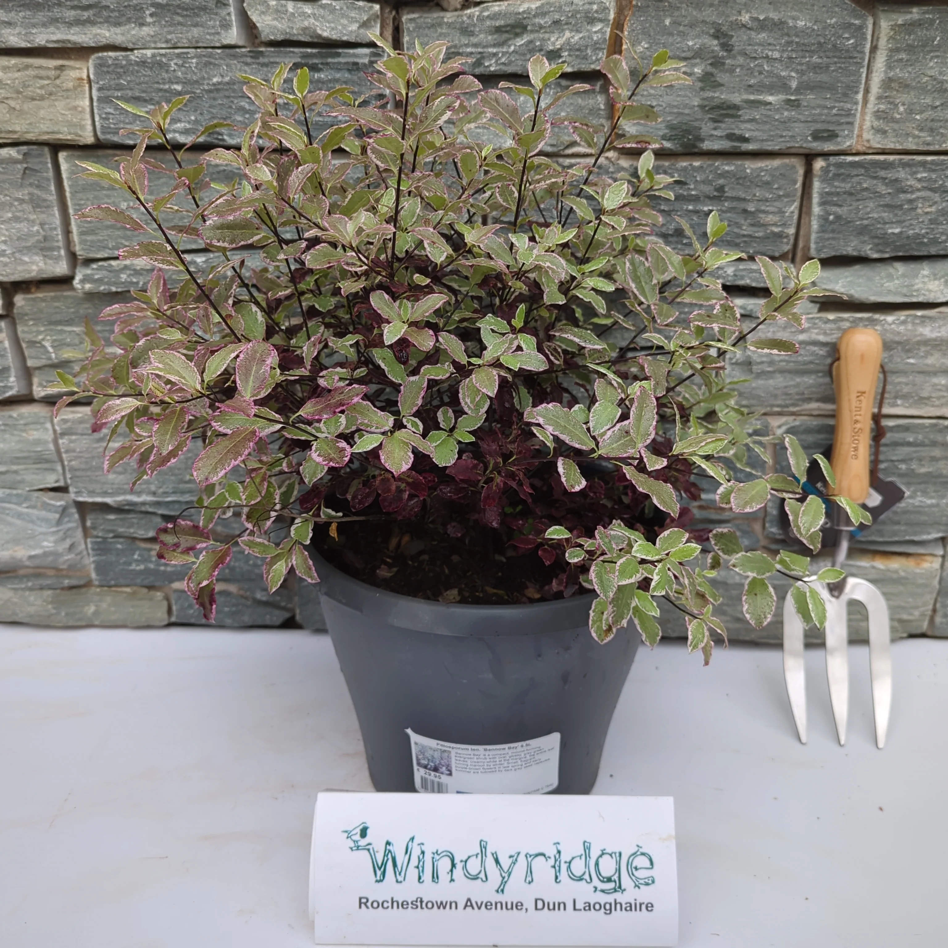 Pittosporum ten. Bannow Bay 6.5L - Image 2