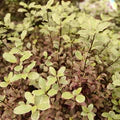 Pittosporum ten. Bannow Bay 6.5L - Image 3