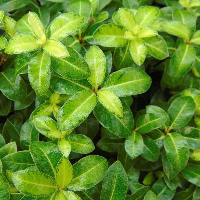 Pittosporum ten. Gold Ball / 3 Ltr pot - Image 2