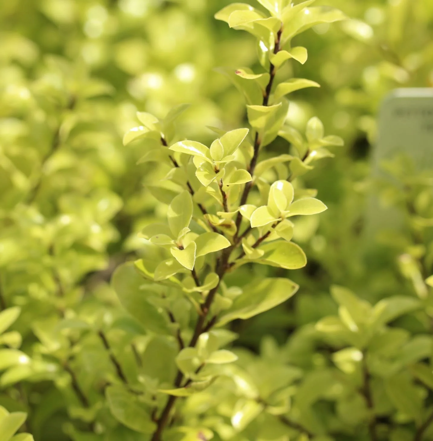 Pittosporum ten. Golf Ball  1.5 Ltr pot