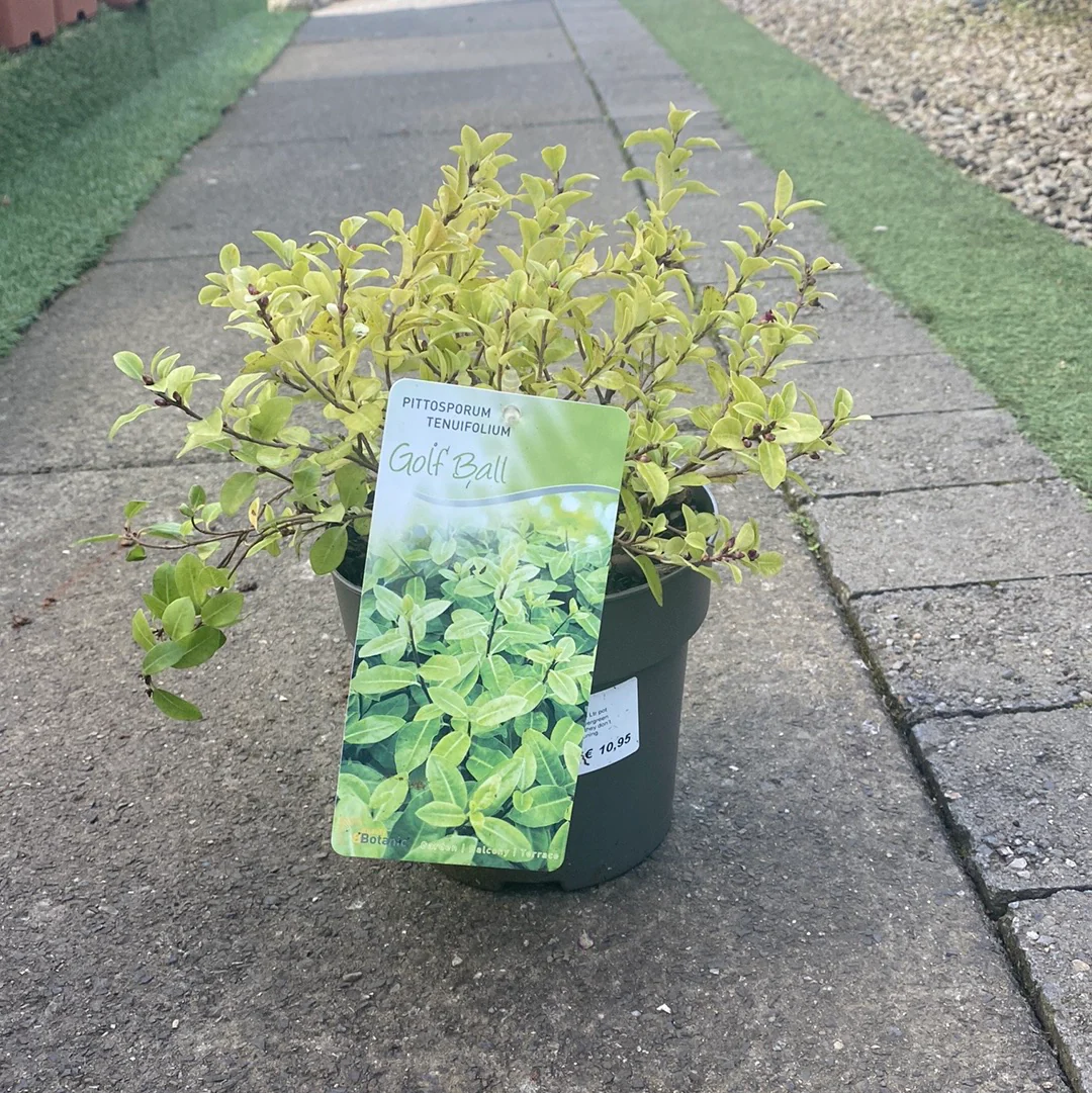 Pittosporum ten. Golf Ball  1.5 Ltr pot - Image 3