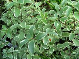 PITTOSPORUM ten. Silver Queen