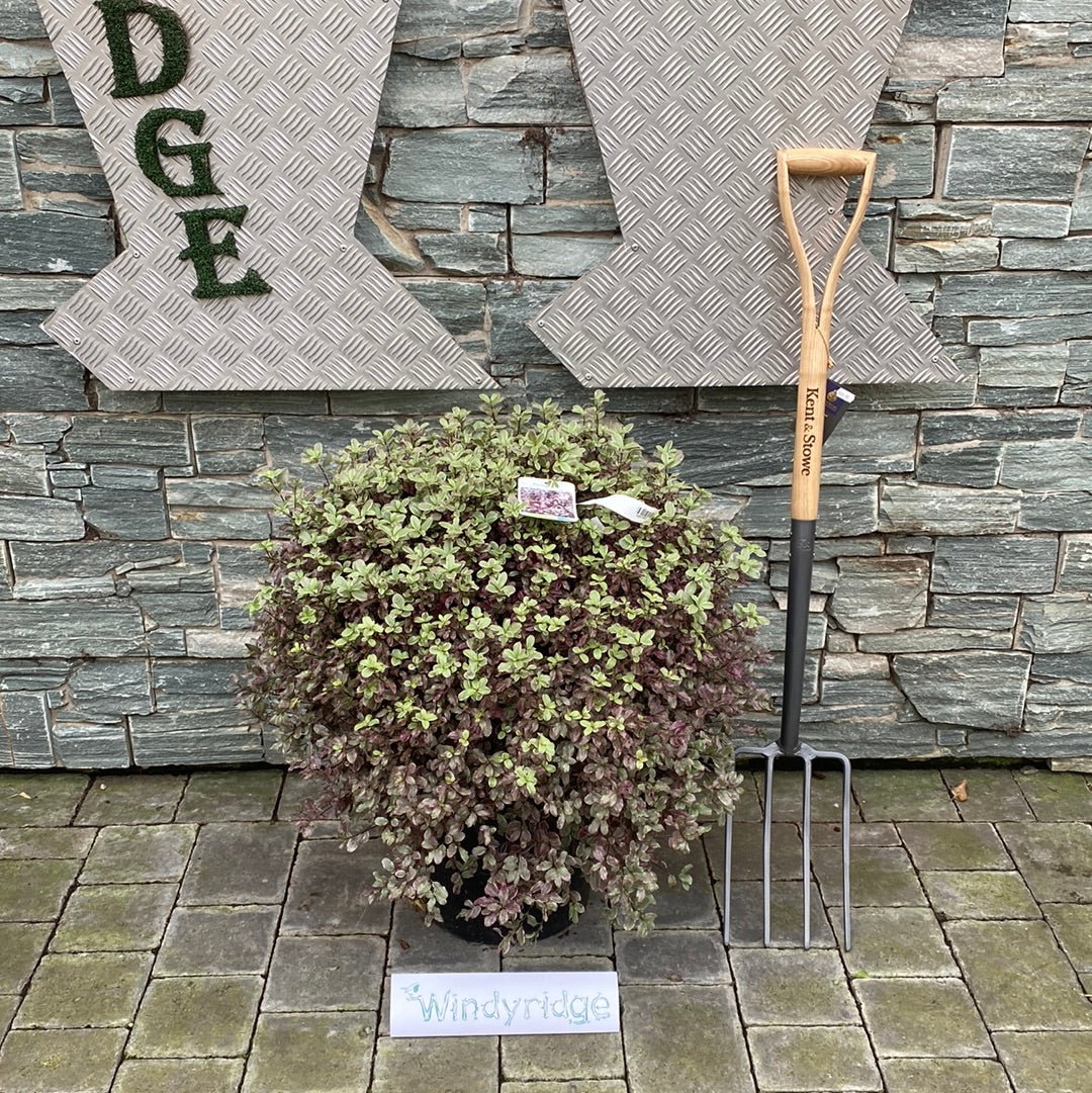 Pittosporum tenu Bannow Bay 15L - Image 2