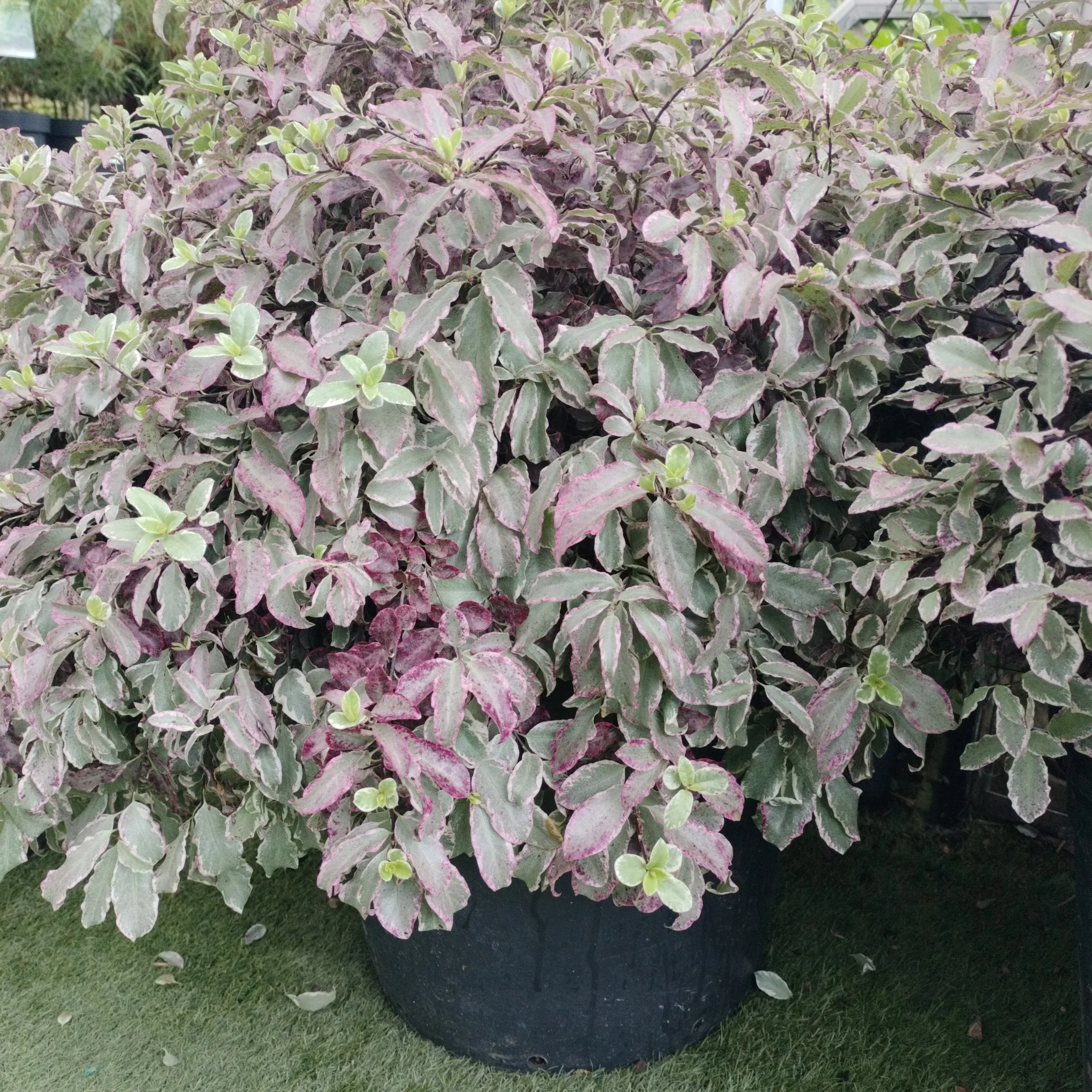 PITTOSPORUM tenu. Bannow Bay 35L