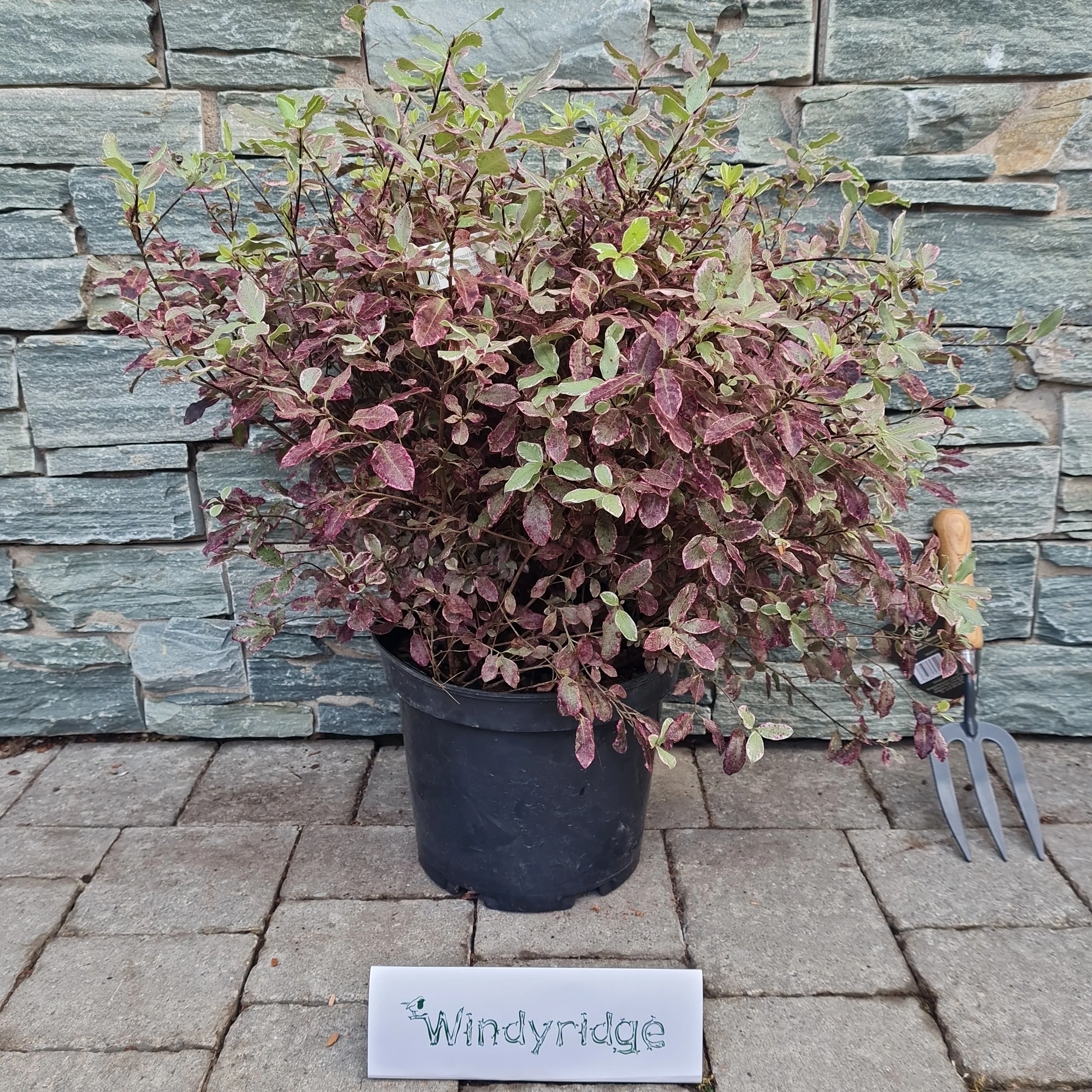 PITTOSPORUM tenu.Bannow Bay    7.5L - Image 3