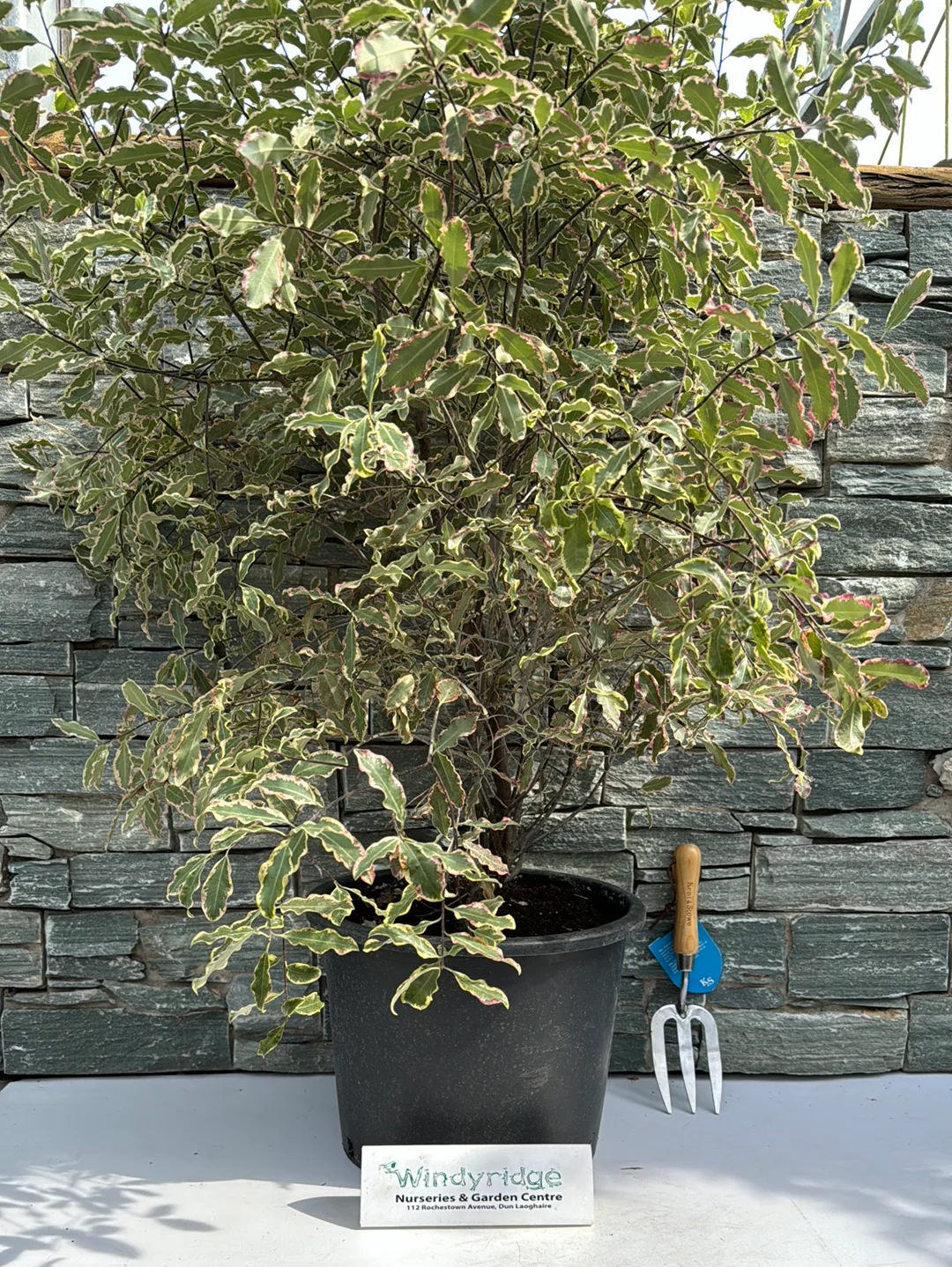 PITTOSPORUM tenu.Elizabeth 20L - Image 2