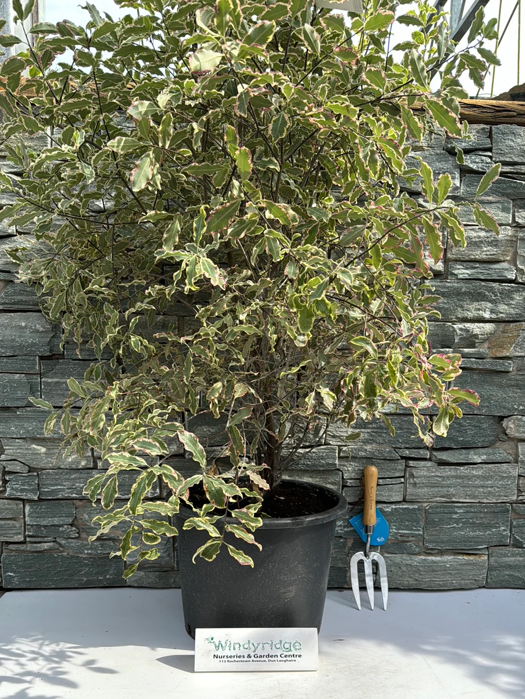 PITTOSPORUM tenu.Elizabeth 20L - Image 3