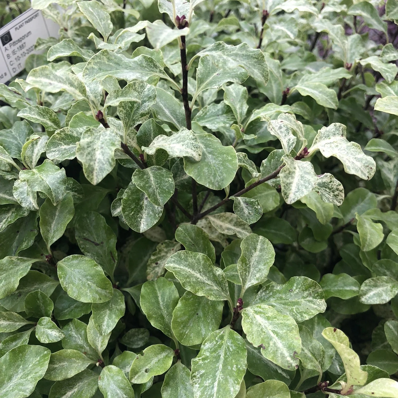 PITTOSPORUM  tenu. Irene Patterson  25L