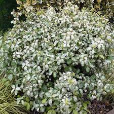 PITTOSPORUM tenu.Irene Patterson 5L