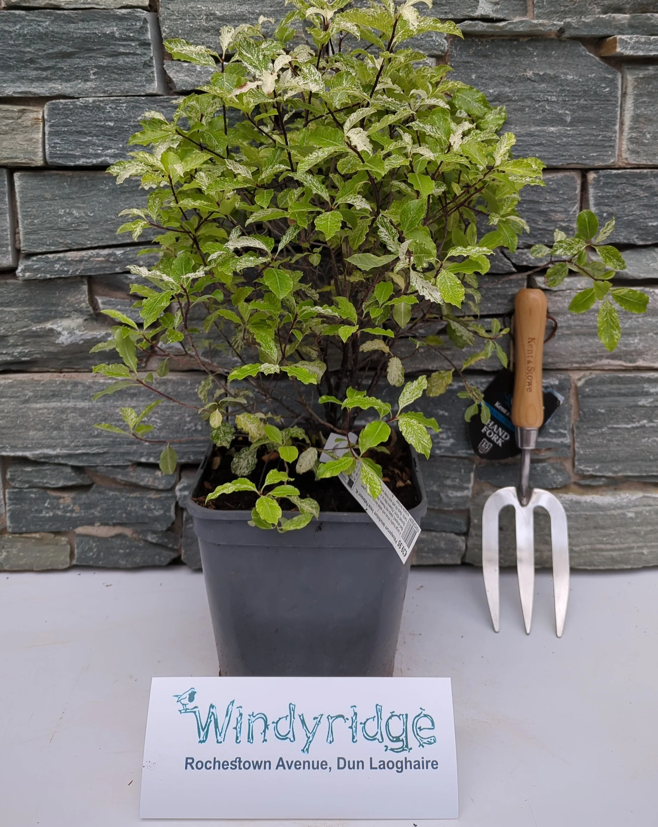 PITTOSPORUM tenu.Irene Patterson 5L - Image 2