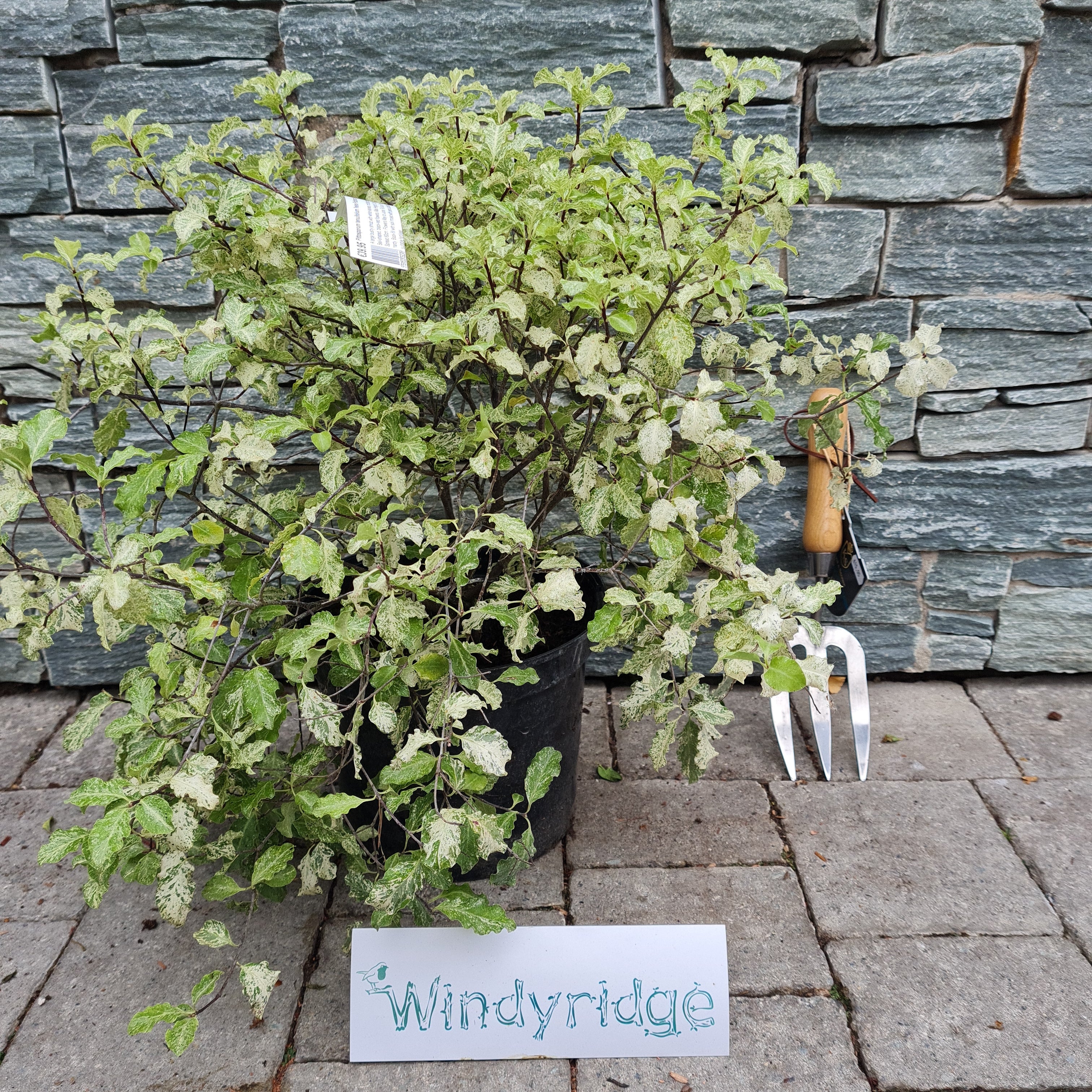 PITTOSPORUM tenu.Irene Patterson 5L - Image 3