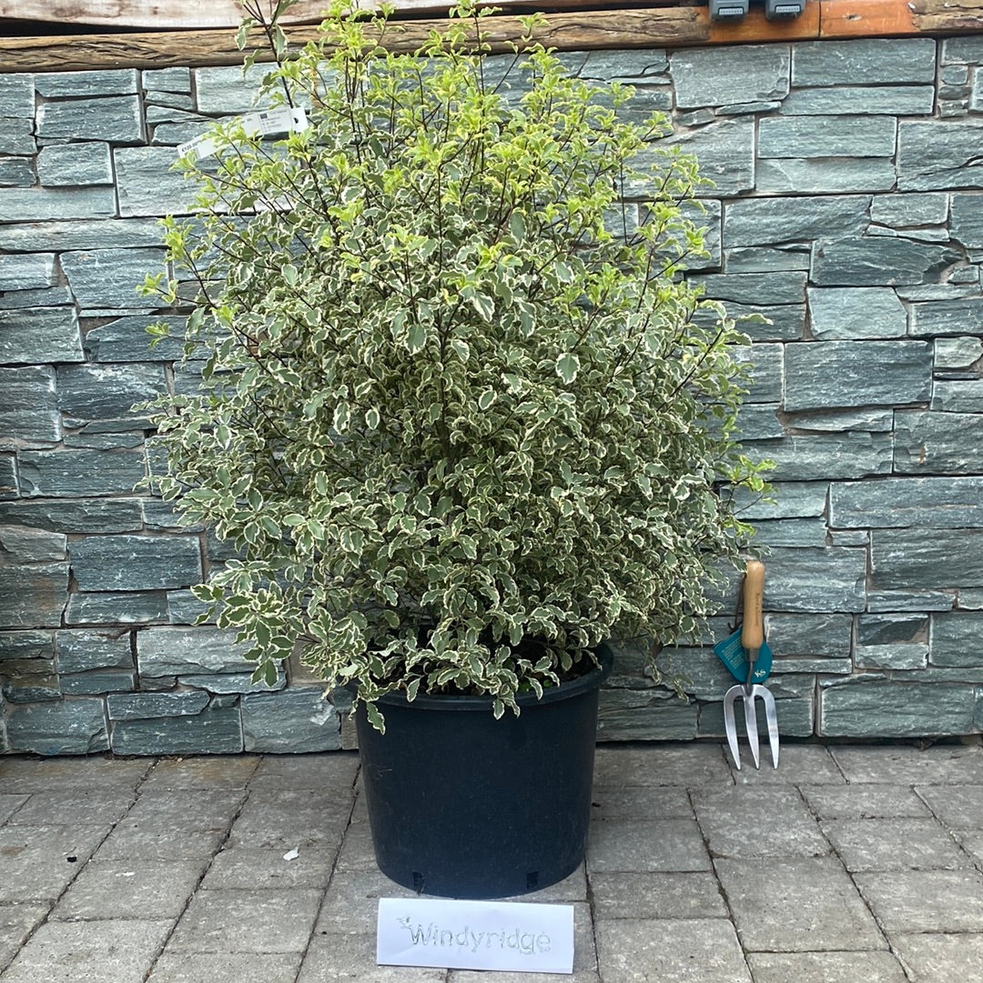 PITTOSPORUM tenu.  Malahide 20L - Image 2