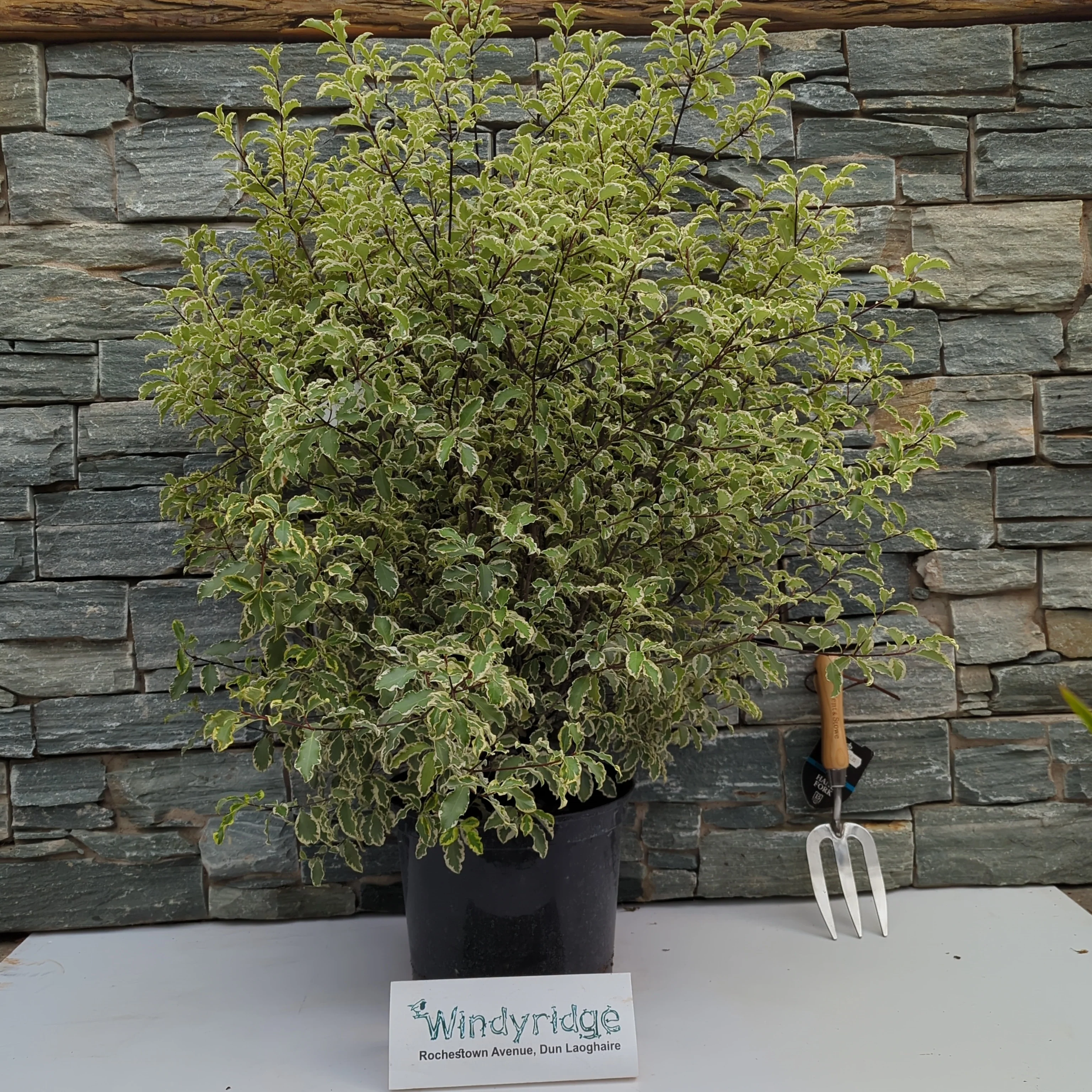 PITTOSPORUM tenu.Silver Queen  50/60     10L - Image 2