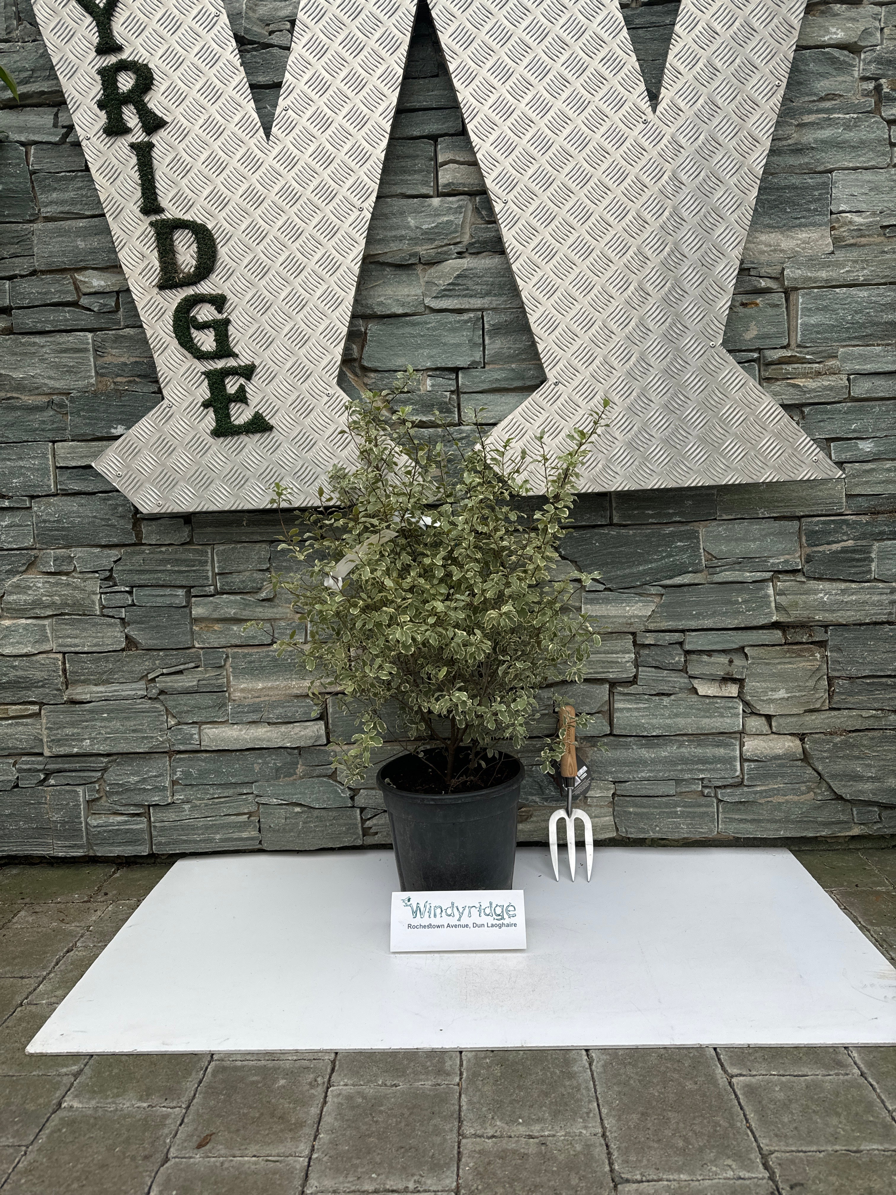 PITTOSPORUM tenu.Silver Queen  50/60     10L - Image 3