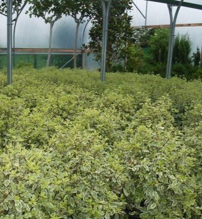 PITTOSPORUM tenu.Variegatum 7.5L