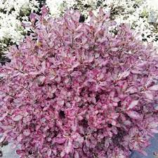 PITTOSPORUM tenui. Bannow Bay    80  25L