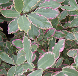 PITTOSPORUM tenui.Elizabeth   1,00  25L