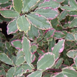 PITTOSPORUM   tenui.Elizabeth