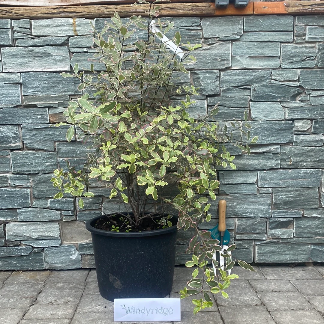 PITTOSPORUM   tenui.Elizabeth - Image 3