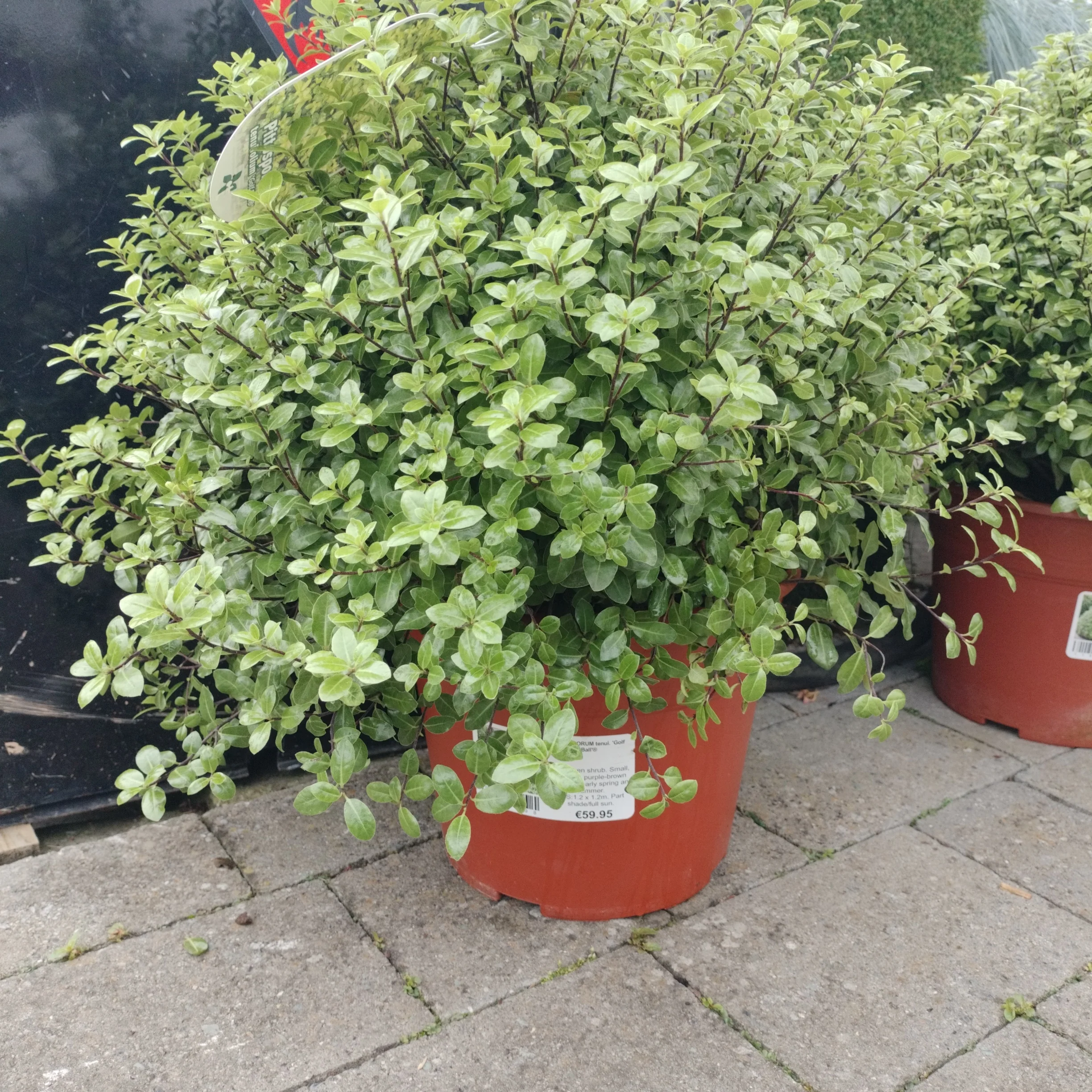 PITTOSPORUM tenui. Golf Ball