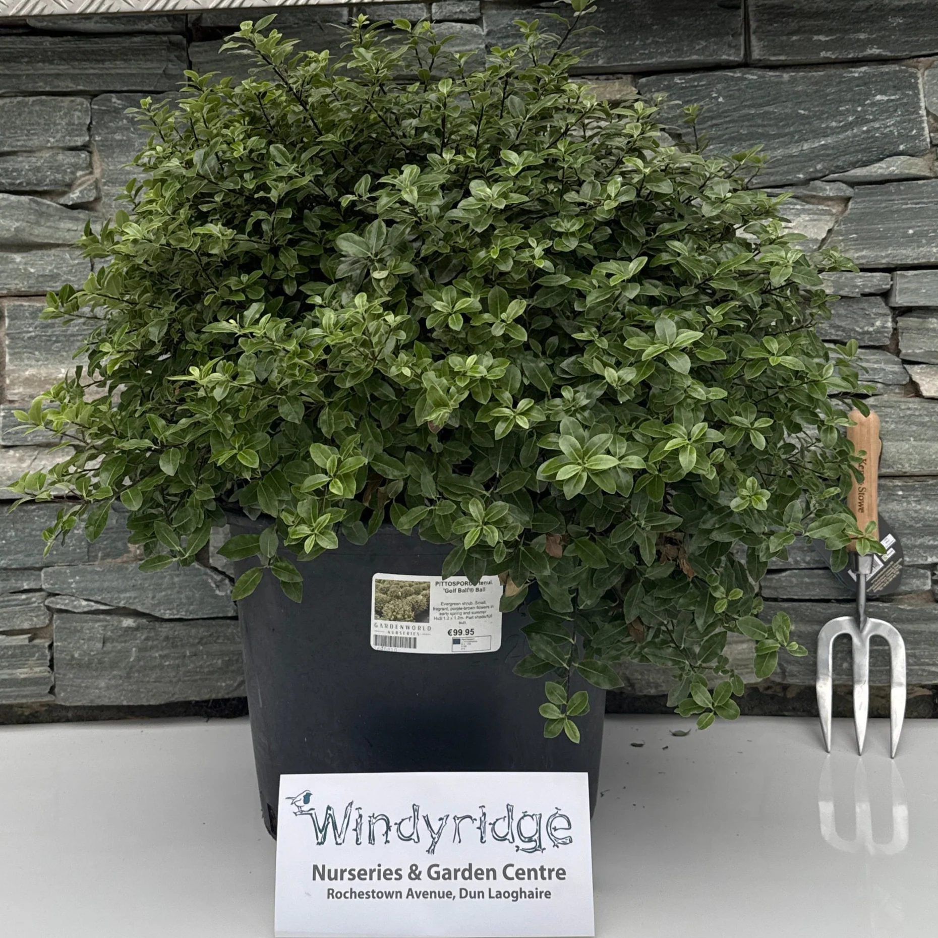 PITTOSPORUM tenui. Golf Ball Ball