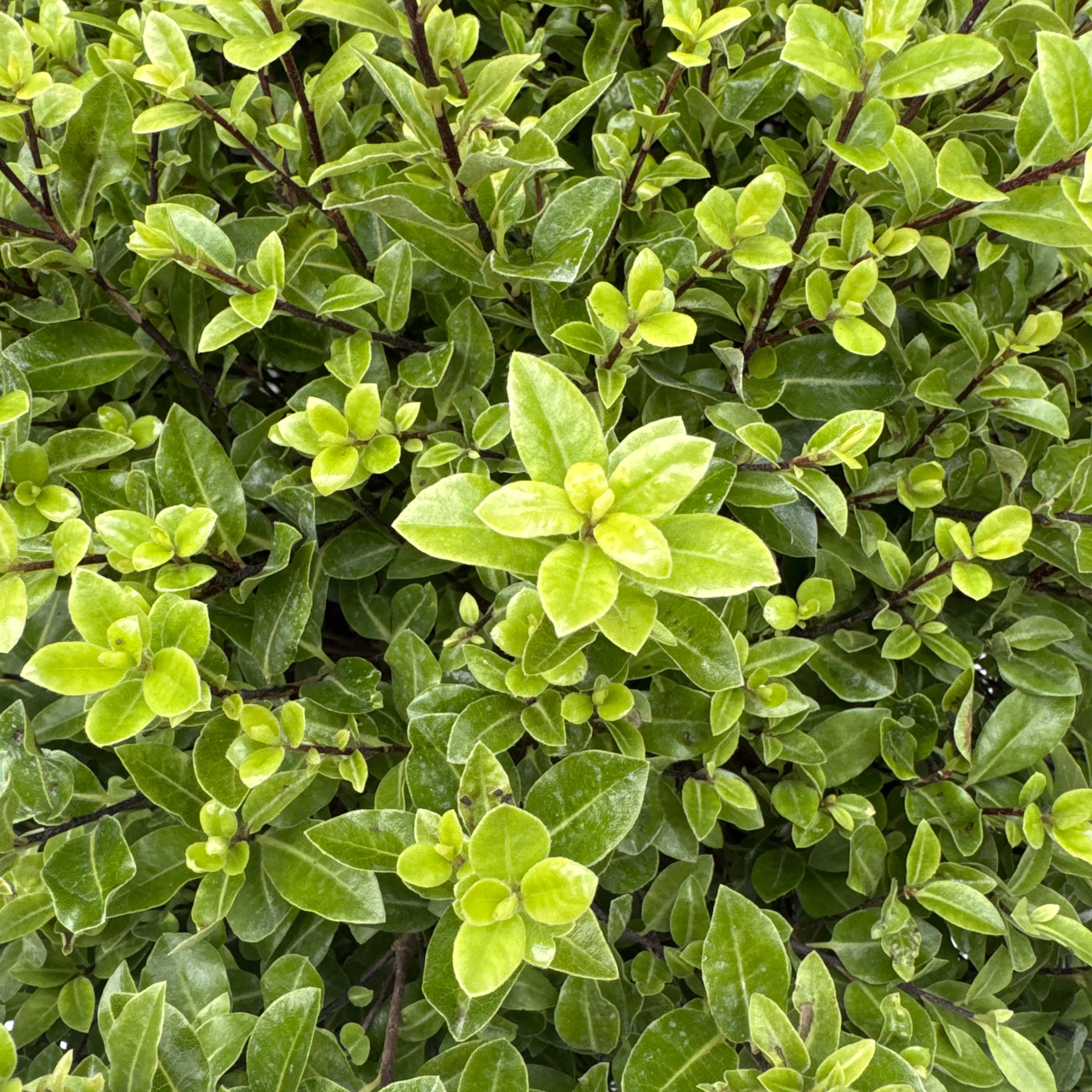 PITTOSPORUM tenui. Golf Ball Ball - Image 2