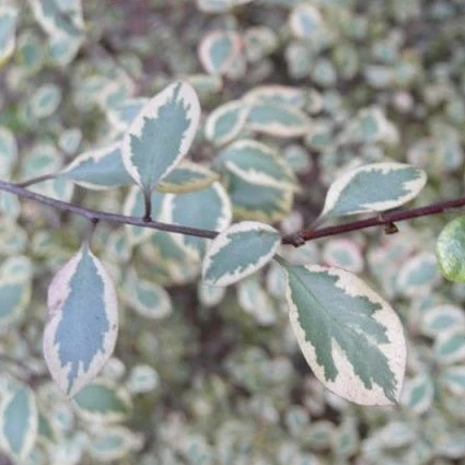 PITTOSPORUM tenui. Silver Magic