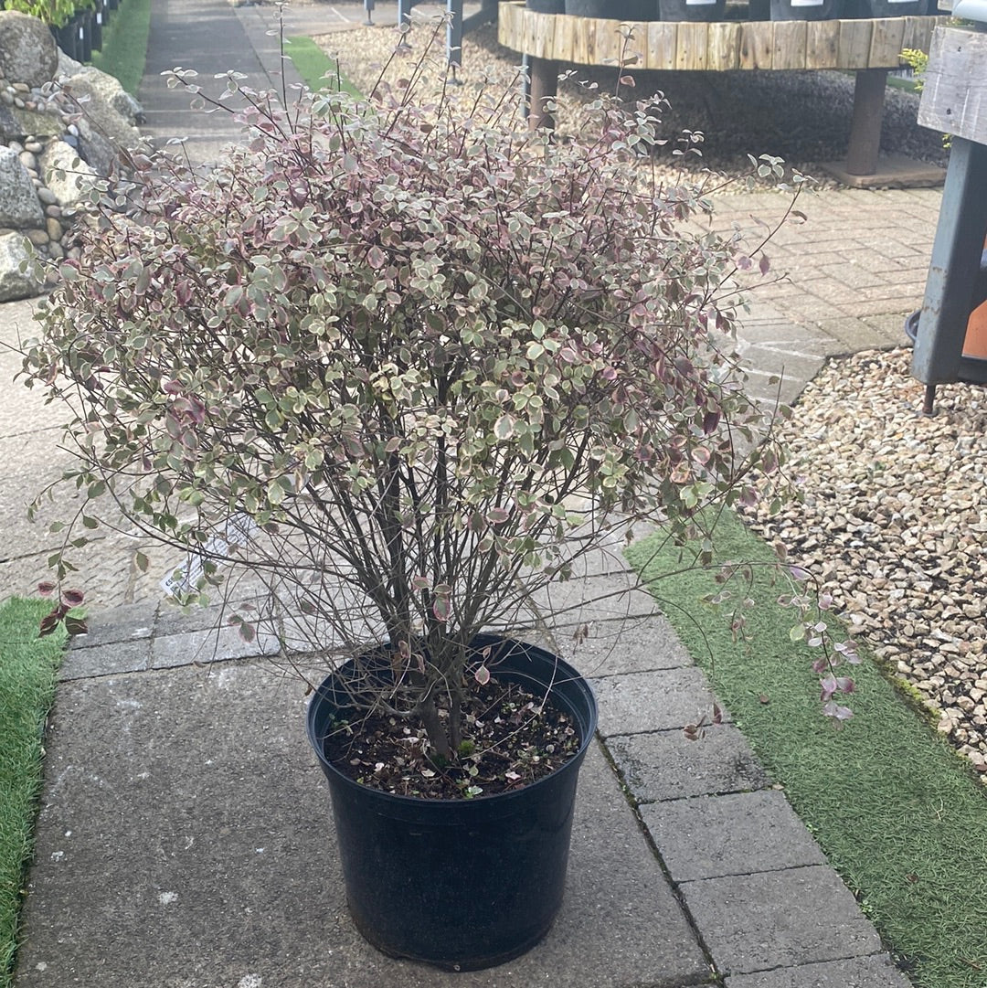 PITTOSPORUM tenui. Silver Magic - Image 2