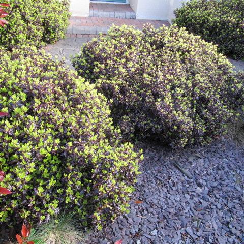 PITTOSPORUM tenui. Tom Thumb - Image 2