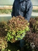 PITTOSPORUM Tom Thumb - Image 2