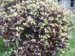 PITTOSPORUM Tom Thumb - Image 3