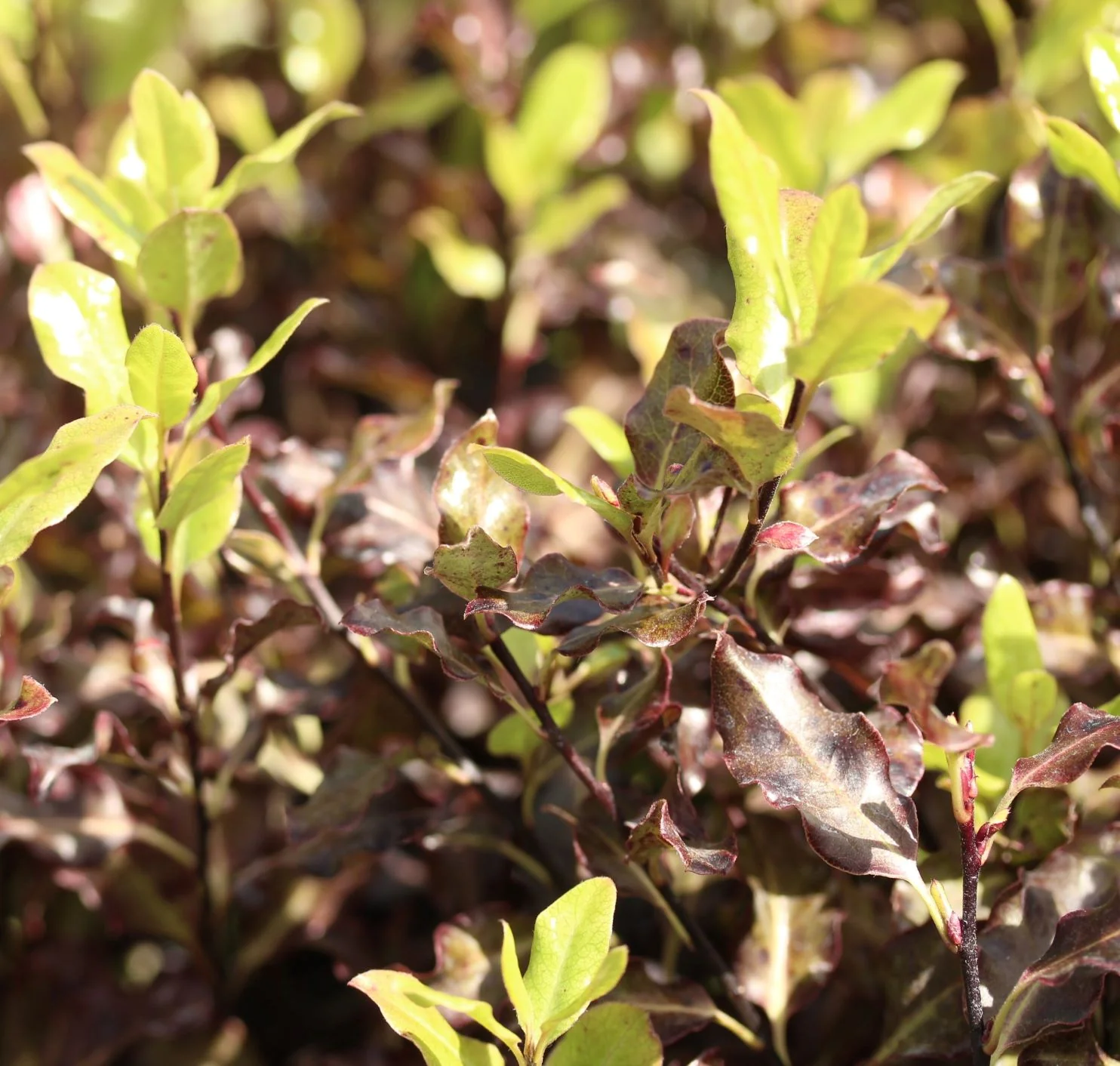 Pittosporum Tom Thumb - Image 2