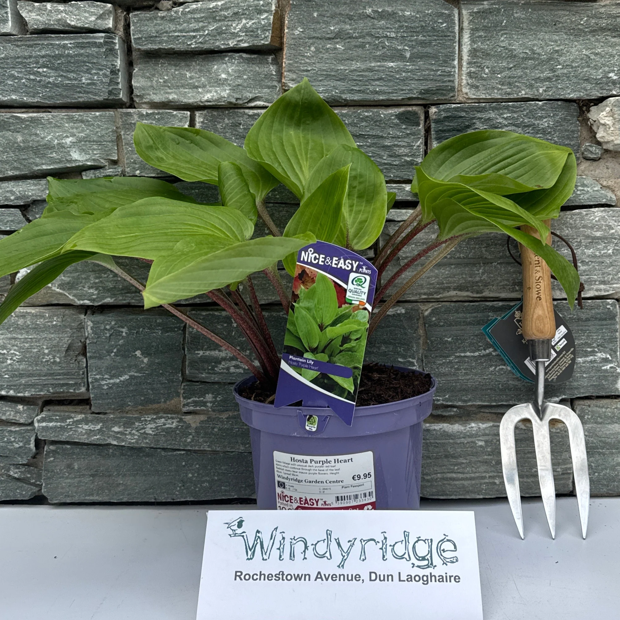 Plantain Lilies (Hosta Purple Heart) - Image 2