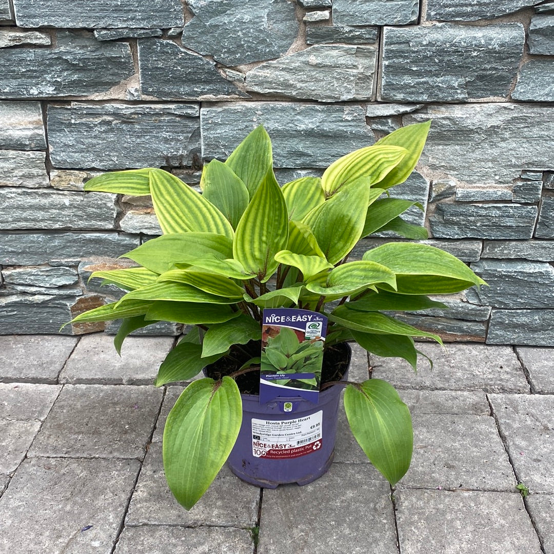 Plantain Lilies (Hosta Purple Heart) - Image 3