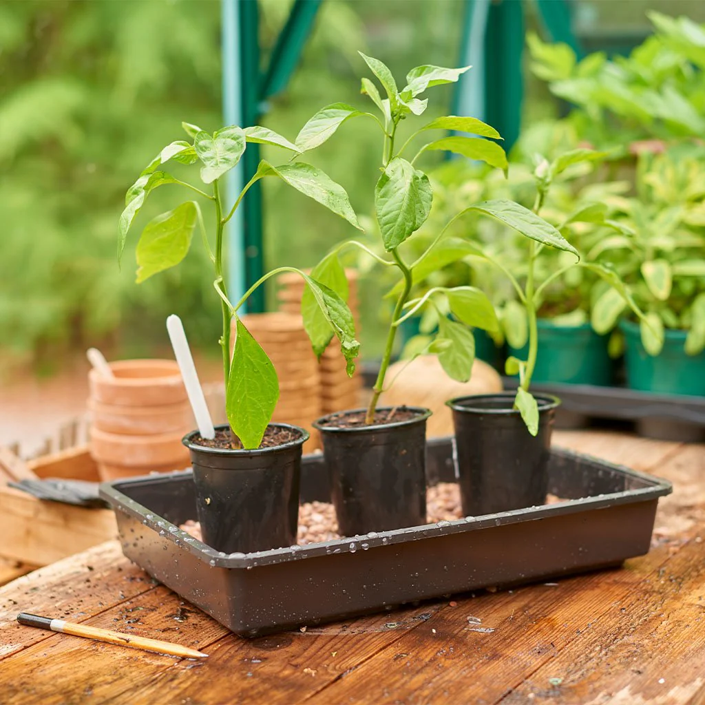 Plantpak Seed and Gravel Tray - Image 2