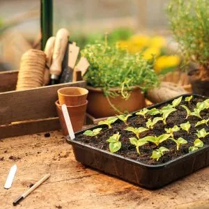 Plantpak Seed and Gravel Tray - Image 3
