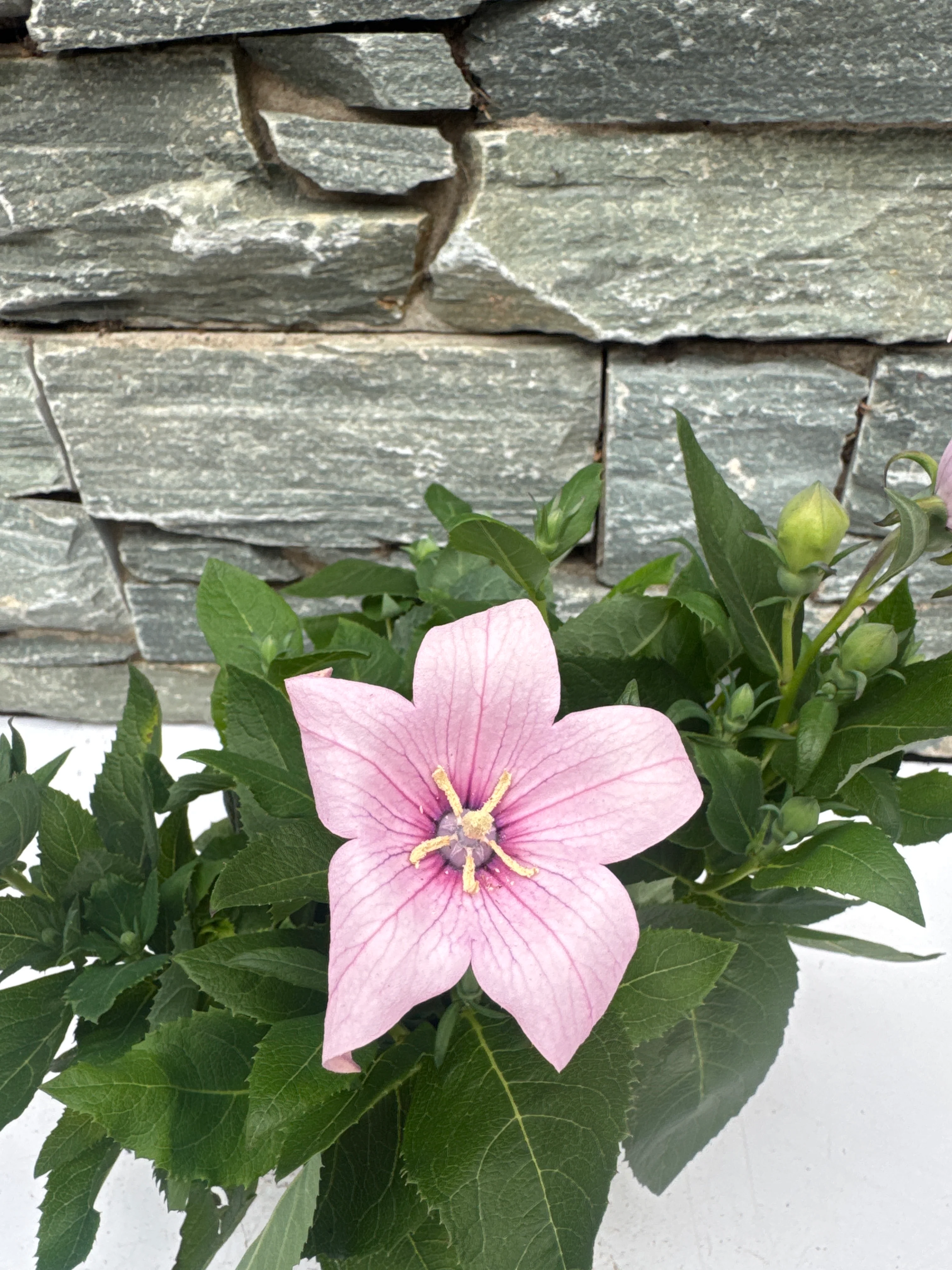 Platycodon grand. 'Astra Pink' - Image 2