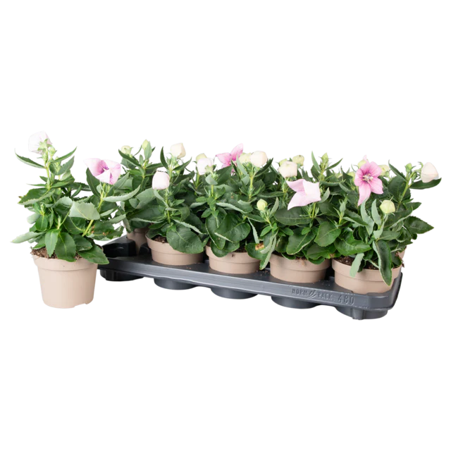Platycodon grand. 'Astra Pink' - Image 3