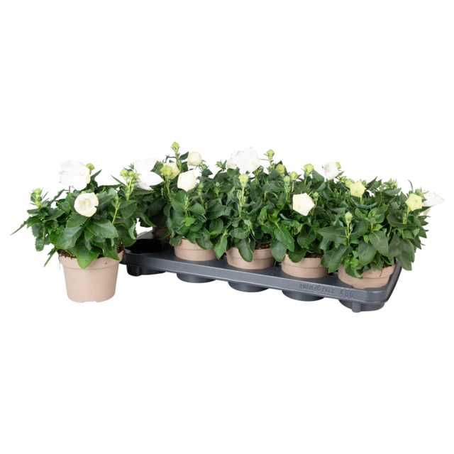 Platycodon grand. 'Astra White' - Image 2