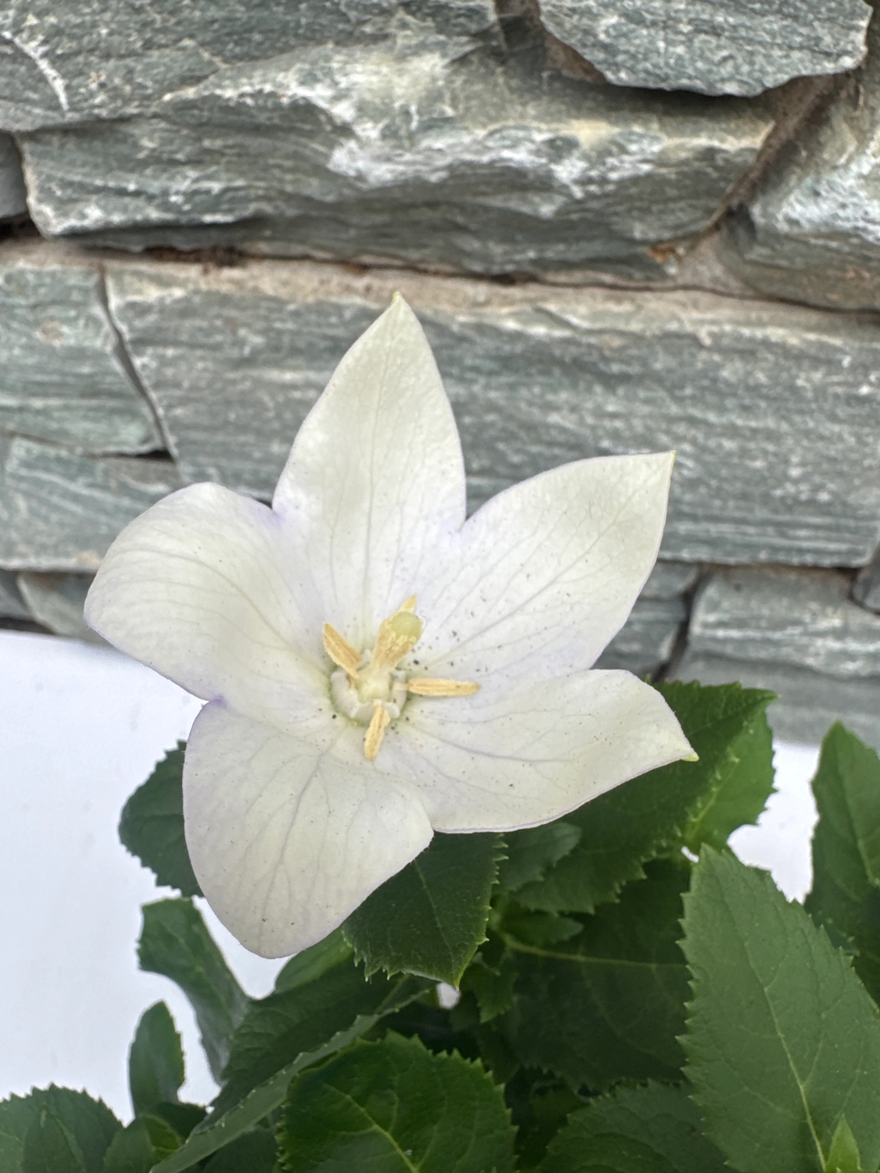 Platycodon grand. 'Astra White' - Image 3