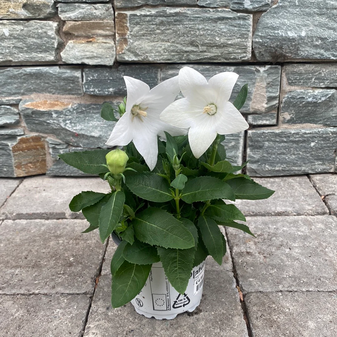 Platycodon grand. Astra White  P10.5 - Image 3