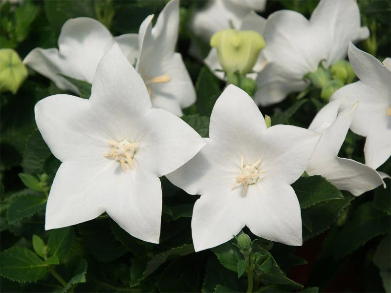 Platycodon grand. Astra White  P10.5 - Image 4